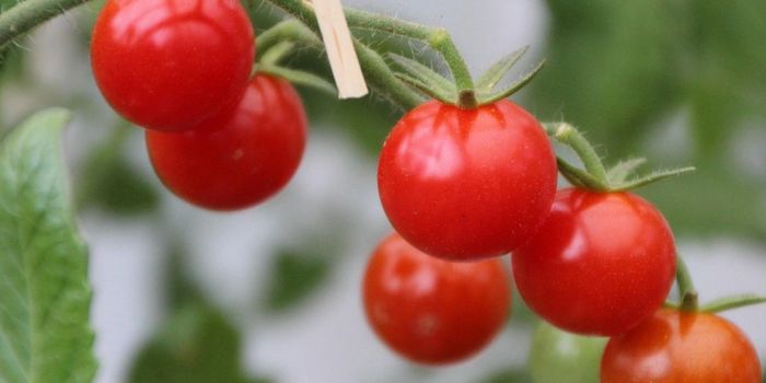 Vitamin-A Boosted Tomato Could Combat Global Deficiency