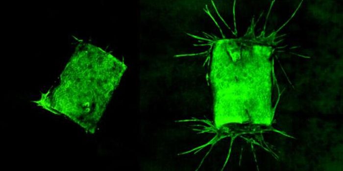 A Pathogen Triggers Blood Vessel Formation That Causes Lesions