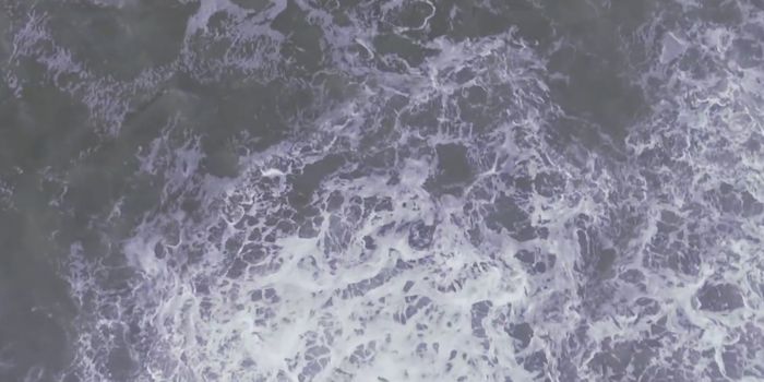 Here's How Hurricanes Impact Marine Wildlife