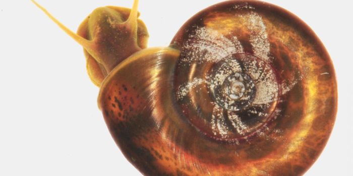 Progress in the Fight Against a Deadly Parasitic Disease