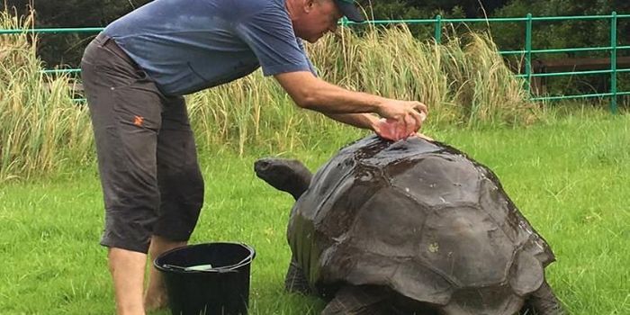 The World's Oldest Living Land Animal Has Received its First Bath