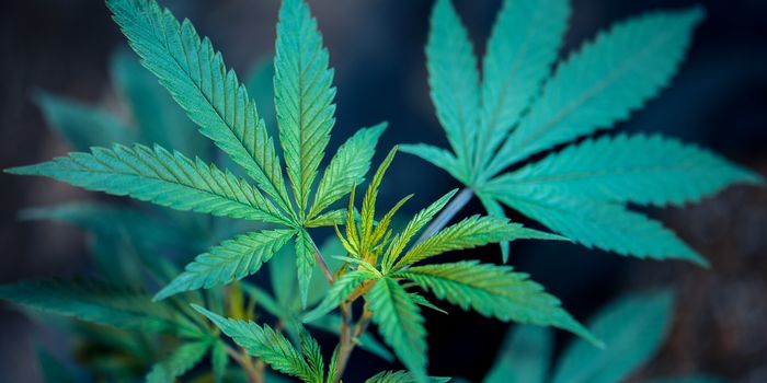 Chronic Pain Patients Can Find Long-Term Success Using Cannabis