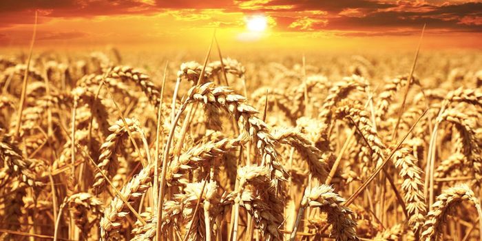 A Biomarker Can Diagnose Celiac Disease Without a Biopsy