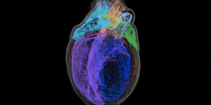 Revealing the Network of Neurons in the Heart
