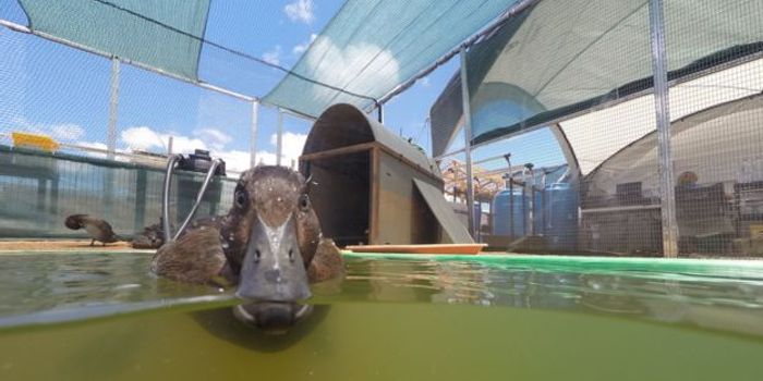 Conservationists Are Trying to Give the Elusive Madagascar Pochard a Second Chance