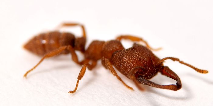 Dracula Ant's Bite Recognized as the Fastest Animal Movement on Record