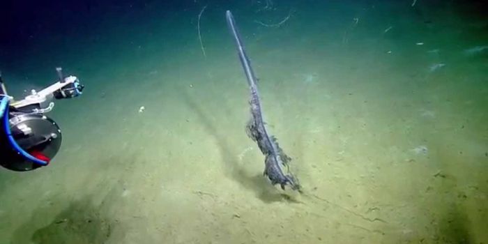 Stunning Siphonophore