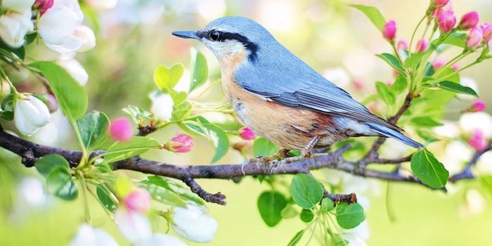 Are Blue Animals Truly Blue?