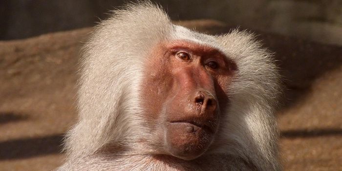 When Rival Baboon Troops Collide, Only Chaos Ensues