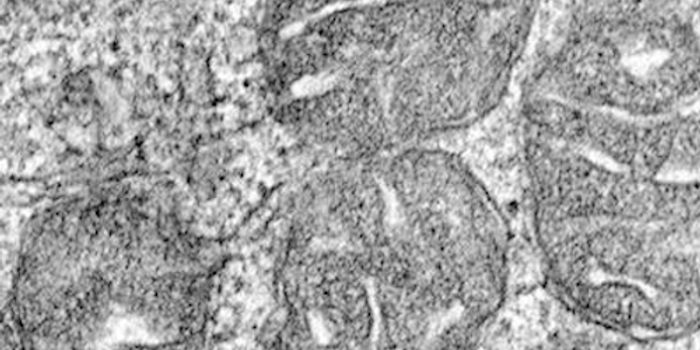 New Findings About Anemia may Help Create Treatments