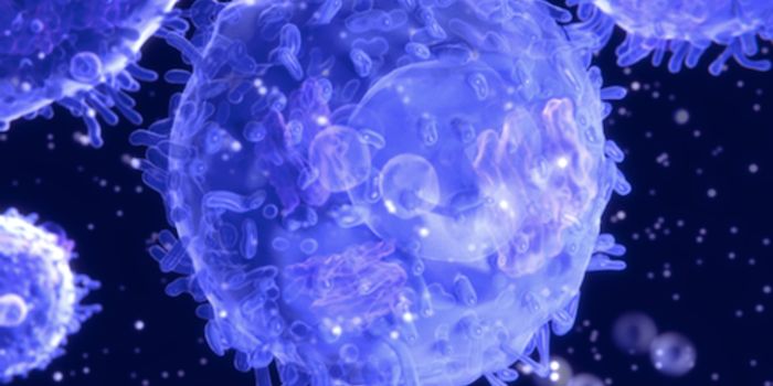 Understanding the Memory of the Immune System