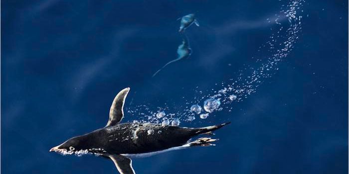 Urgent Call to Protect Southern Ocean as Human Impact Grows