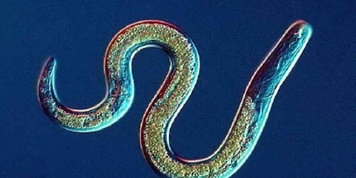 Intestinal worms to cure IBD?