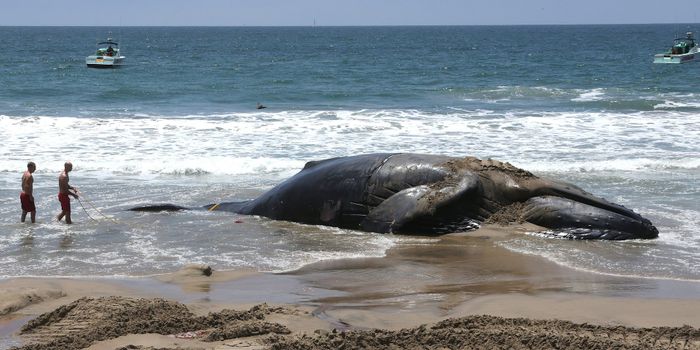Decomposing Whale Carcass Cut Up After it Continued to Wash Up on CA Beaches