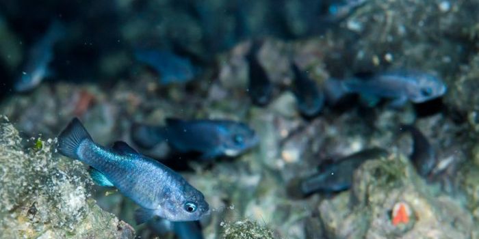 This is how an earthquake results in rare baby fish