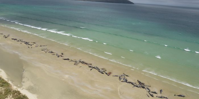 More Than 145 Whales Found Beached in New Zealand