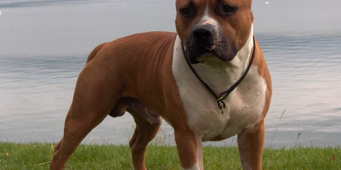 "Pit Bull" Dogs Experience Longer Stays in Shelters