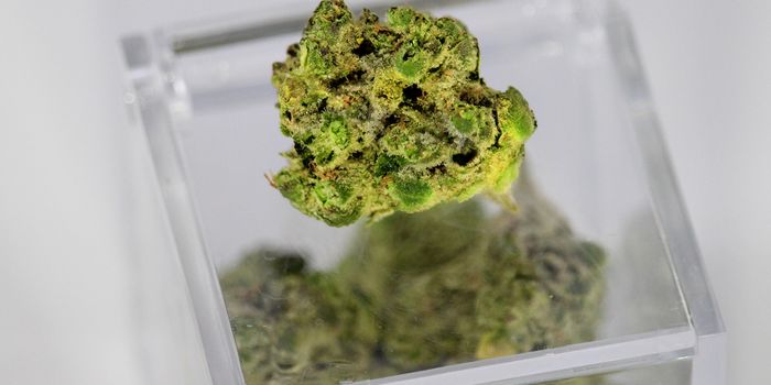 Patients Lack Confidence in Their Doctor's Understanding of Cannabis