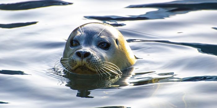 A seal catches a ride on man's kayak