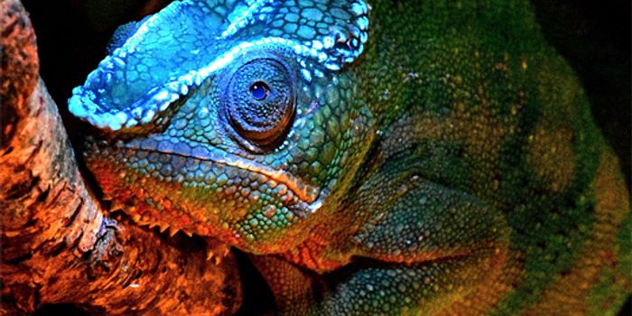 Unexpected Fluorescence Found in Chameleons