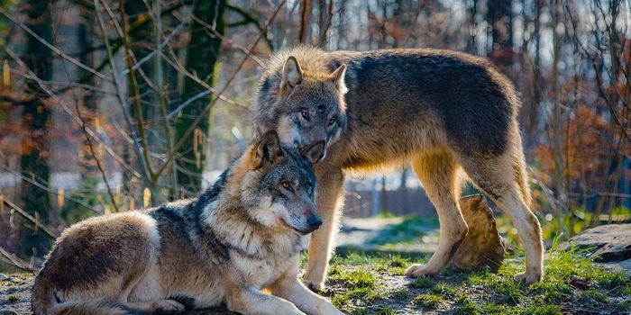 Reintroduction of Wolves to Yellowstone National Park Yielded Positive Impact, Study Shows