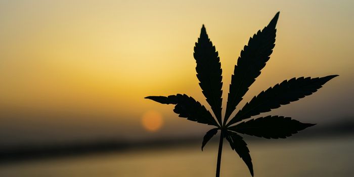 Can Cannabidiol inhibit head and neck cancer growth?