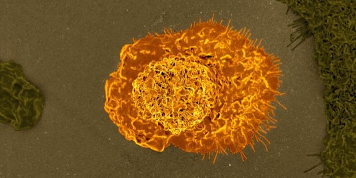 The Tissue-Specific Needs of Macrophages May Make Them Therapeutic Targets