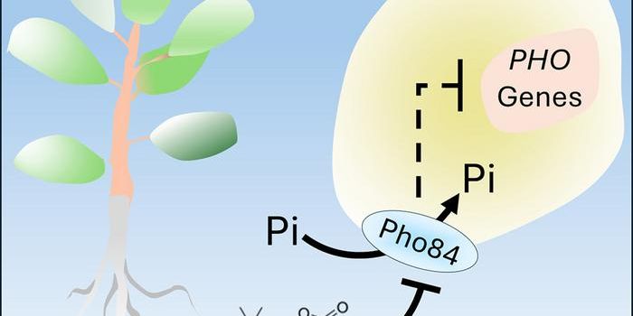 Enhancing Crop Health: Understanding Plant-Fungi Symbiosis