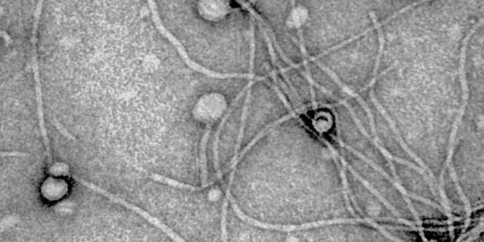 The Therapeutic Potential of Bacteriophages