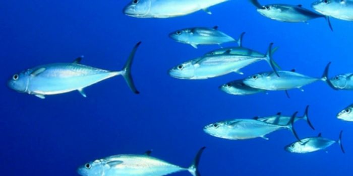 This crude oil ingredient hurts tuna hearts