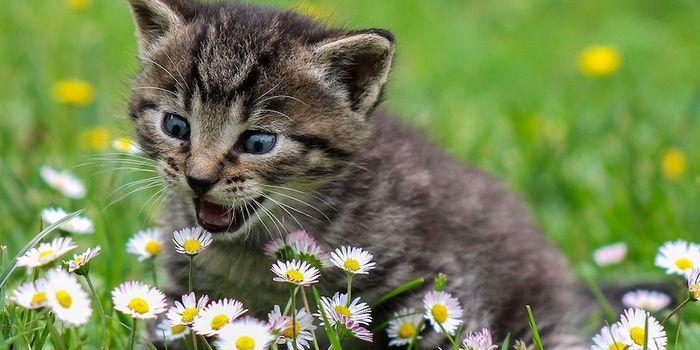 Is Catnip Really "Weed for Cats"?