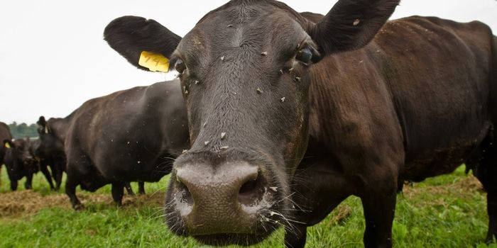 Reducing Antibiotic Use in Animals