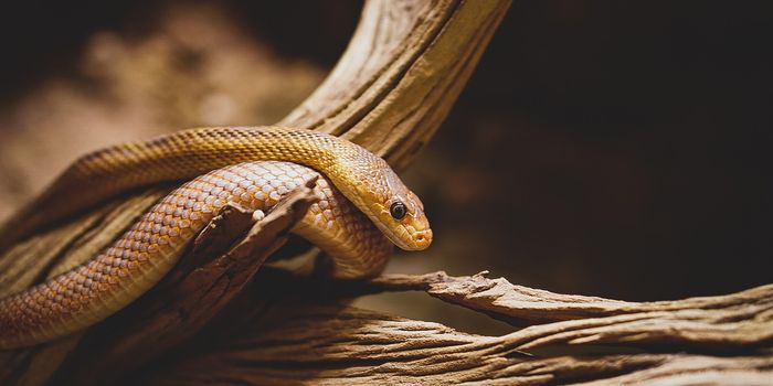 Novel Antivenom 'Cocktail' Neutralizes Venomous Snake Bites