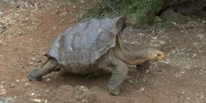Diego the Giant Tortoise Has Fathered Well Over 800 Offspring