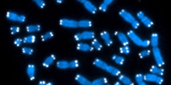 Lengthening Telomeres Resets Internal Clock in Cells by Years: The approach entails using of a modified type of RNA