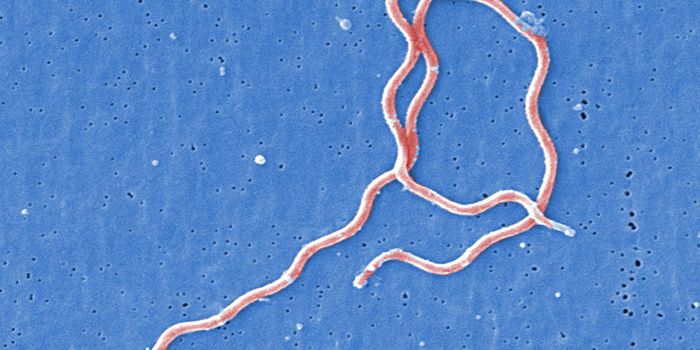 New Lyme disease culprit, B. mayonii