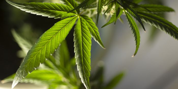Marijuana tied to weight loss in new Fed study