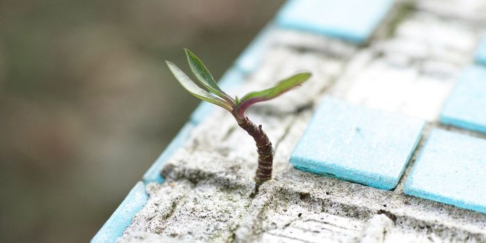 Life Satisfaction May Not Boost Cognition in Marginalized Groups