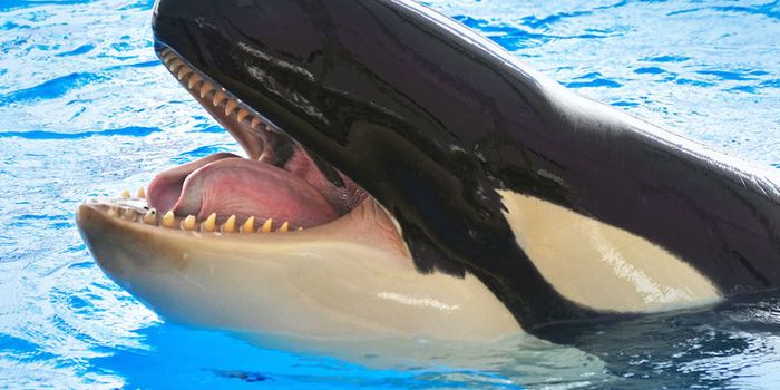 Orcas Spotted Hunting and Eating Beaked Whales and Sevengill Sharks