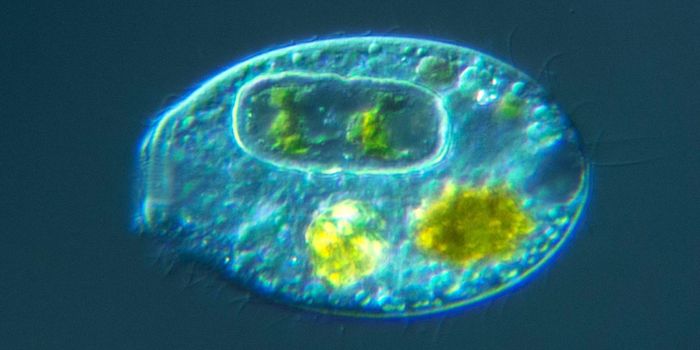 Move Over Bacteria, Make Way for Protists