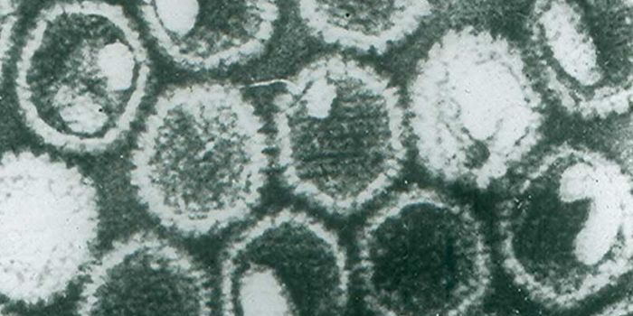 Can Herpes Infect the Brain?