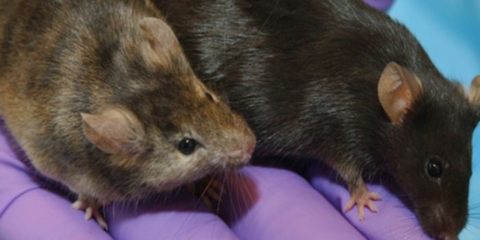 New Breast Cancer Vaccine Shows Promise in Mice