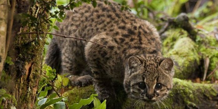 Güiña Wildcats of Chile Are Faring Better Than Initially Thought