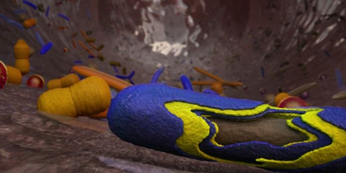 Method for Sending Good Bacteria to the GI Tract is Created