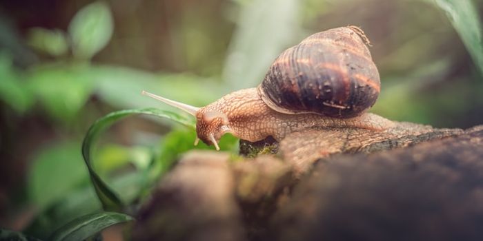 How A Computer Sea Slug Can Get Addicted To A Drug