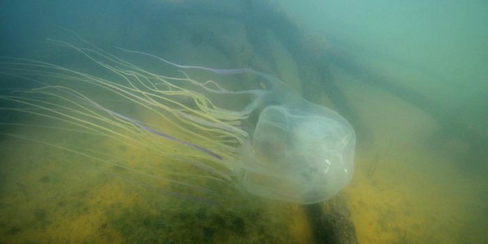 Antidote to Deadly Box Jellyfish Venom Developed Using CRISPR