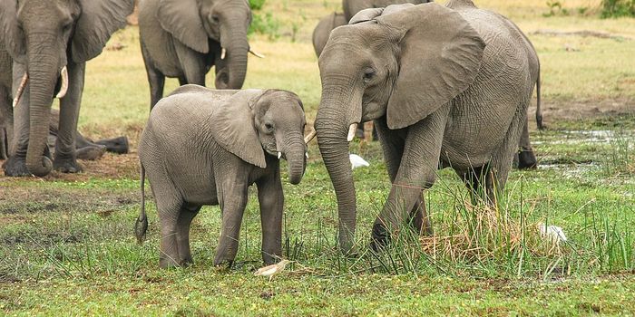Wildlife tourism negatively impacting African elephants