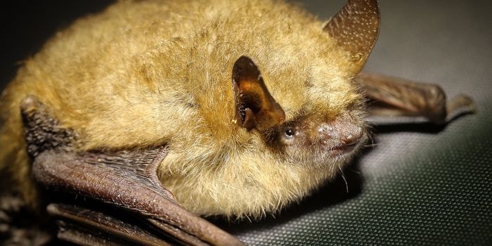 Bat-Killing Fungus Spreads to California