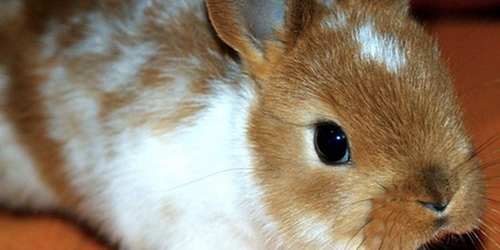 Myth Meets Reality: The Truth About Bunny Domestication