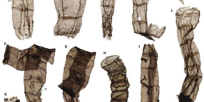 North China Fossils Show Eukaryotes are far Older Than Thought